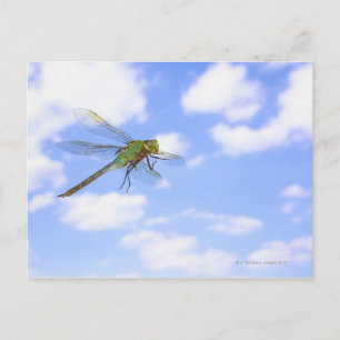 Green darner (Anax junius) flying against Postcard