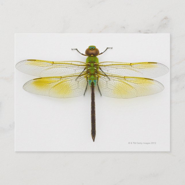 Green darner (Anax junius) on white background, Postcard (Front)