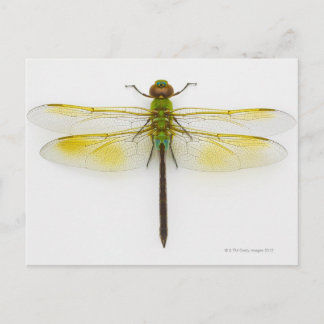 Green darner (Anax junius) on white background, Postcard