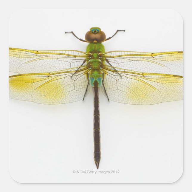 Green darner (Anax junius) on white background, Square Sticker (Front)