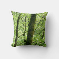 Green Deciduous Forest Trees Nature Photography