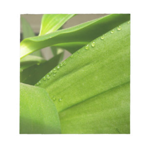 Green Dendrobium Orchid plant closeup Notepad