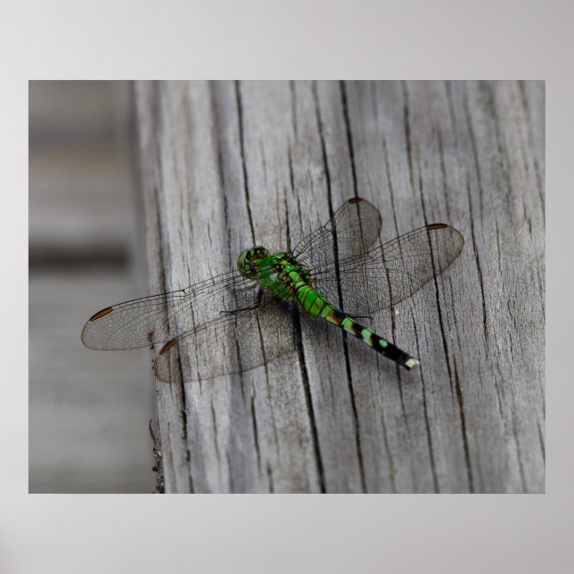 Green Dragon Poster (Front)