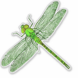 Green Dragonfly Contour