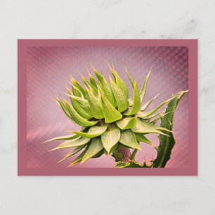 Green dream postcard