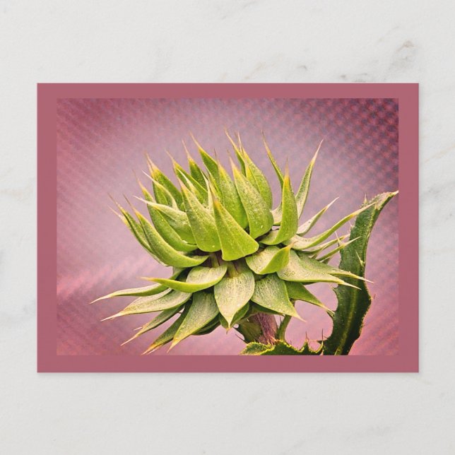 Green dream postcard (Front)