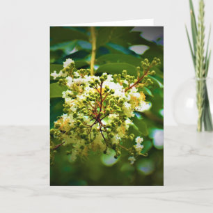 Green Earth, card