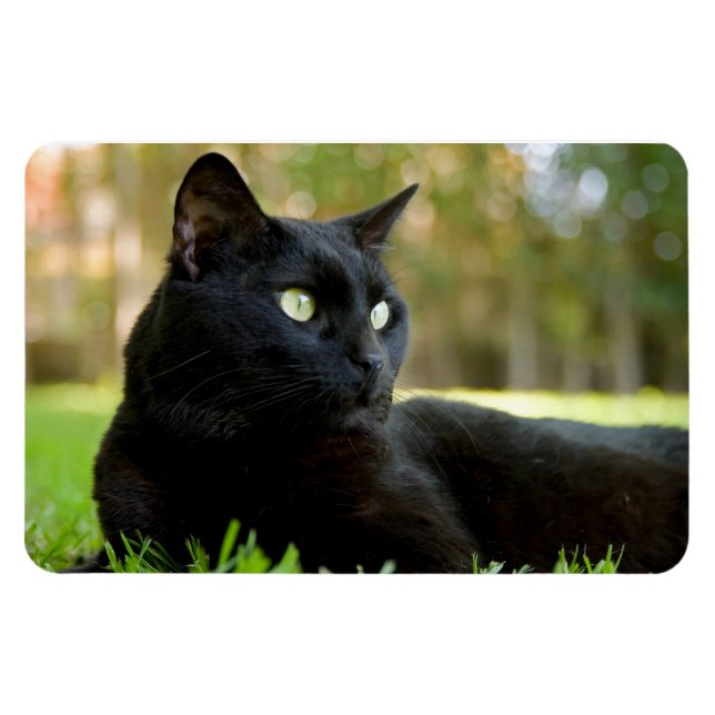 Green Eyed Black Cat Enjoying the Outdoors Magnet (Horizontal)