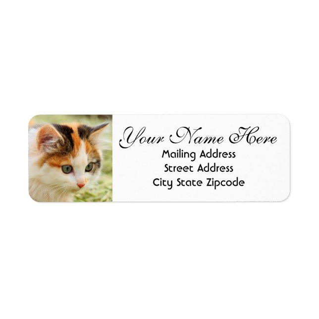 Green-eyed Calico Kitten Return Address (Front)
