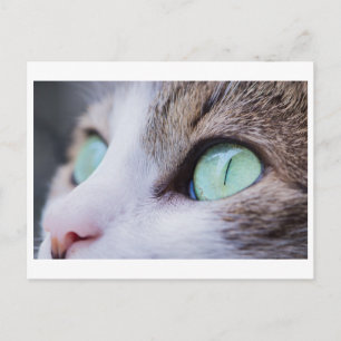 GREEN EYED CAT PHOTOGRAPHY POSTCARD