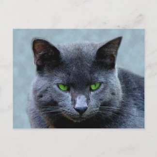 Green Eyed Cat Postcard