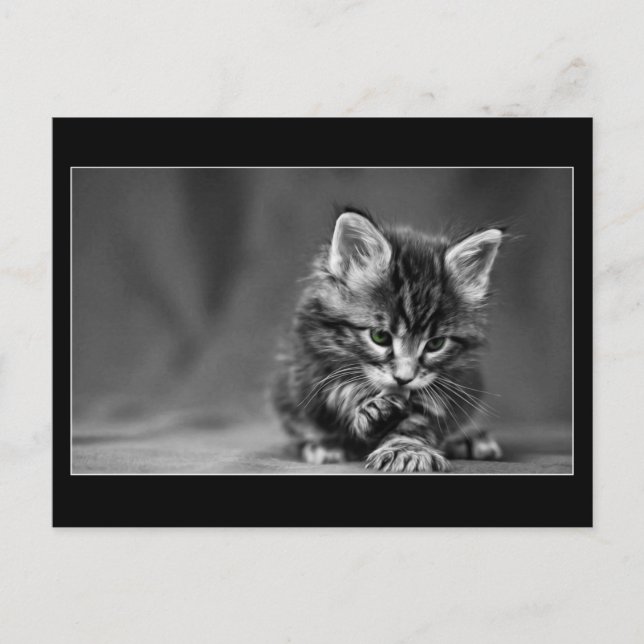 Green Eyed Kitten Postcard (Front)