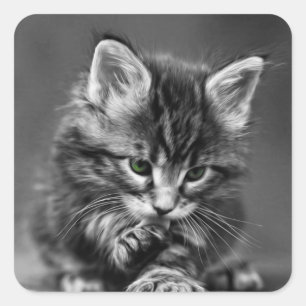 Green Eyed Kitten Square Sticker