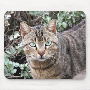 Green eyed Tabby Cat mousepad
