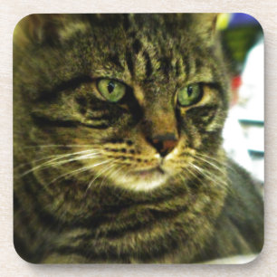 Green Eyed Tabby Face Coaster