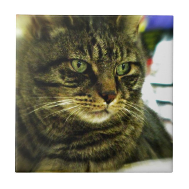 Green Eyed Tabby Face Tile (Front)