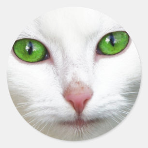 Green Eyed White Cat Classic Round Sticker
