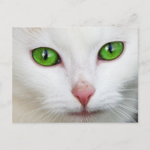 Green Eyed White Cat Postcard
