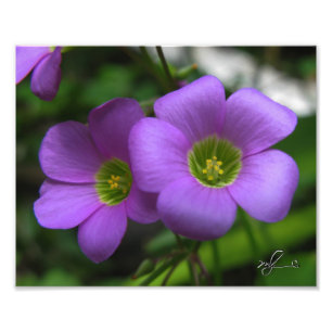 Green Eyes Photo Print