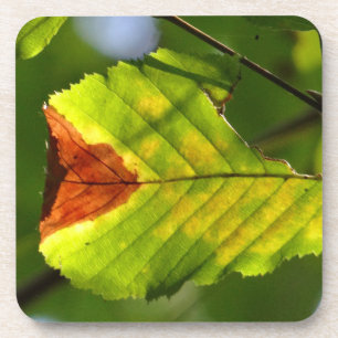 Green Fall Leaf Coaster