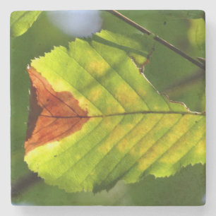 Green Fall Leaf Stone Coaster