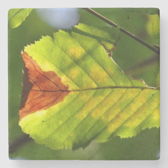 Green Fall Leaf Stone Coaster (Front)