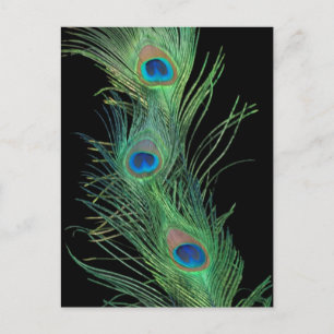 Green Feathers with Black Postcard
