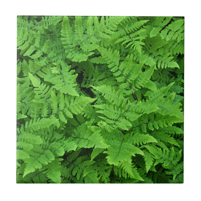 Green fern beauty   tile (Front)