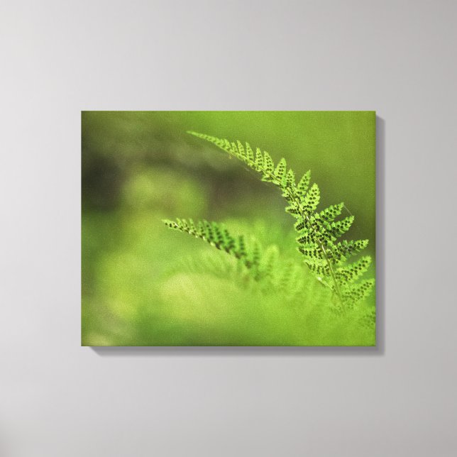 Green Fern Frond Nature Photo Canvas Print (Front)
