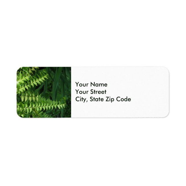 Green Fern Leaves Nature Photo (Front)