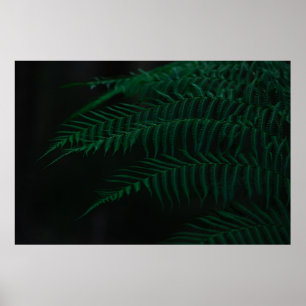 GREEN FERN PLANT IN CLOSE UP PHOTOGRAPHY POSTER