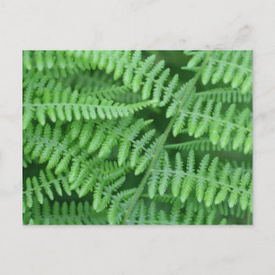 Green Ferns Nature Photography Postcard