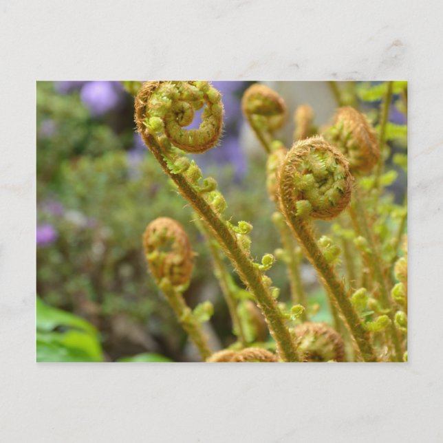 Green fiddlehead fern leaves postcard (Front)