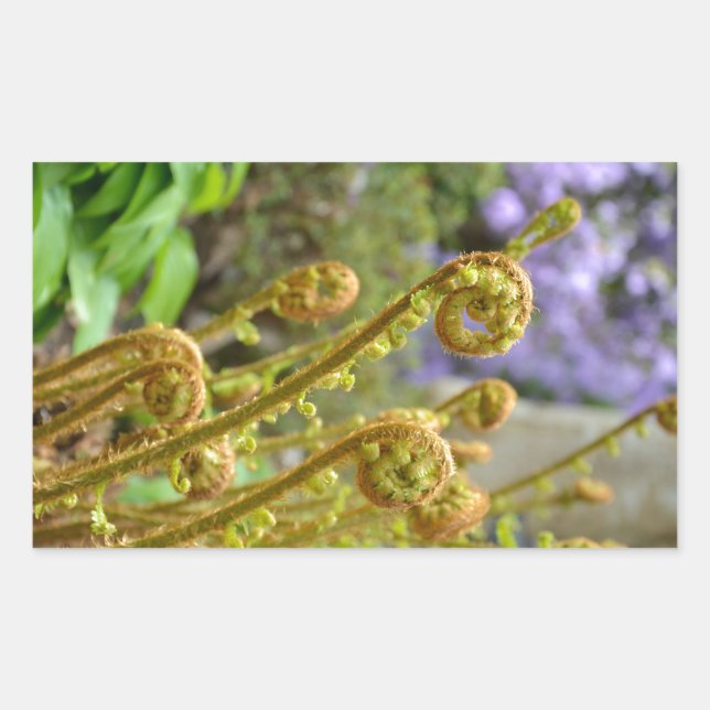 Green fiddlehead fern leaves rectangular sticker (Front)
