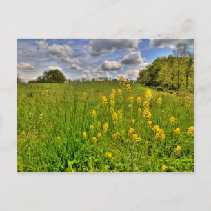 Green Field and Cloudy Blue Sky Postcard