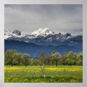 Green field with snowy alps poster