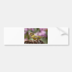 Green Finch Bumper Sticker