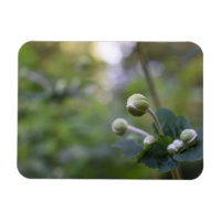 Green Flower Bud Garden Nature Photography Floral