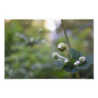 Green Flower Bud Garden Nature Photography Floral