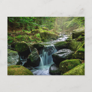 Green Forest and River Postcard