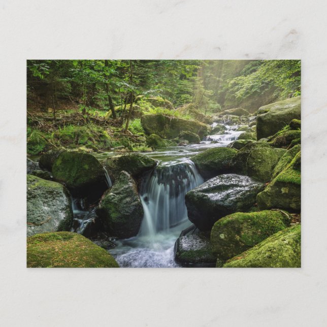 Green Forest and River Postcard (Front)