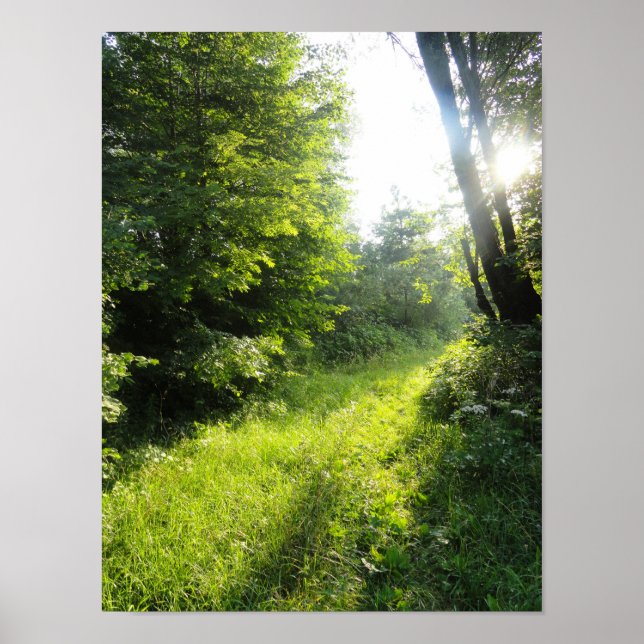 Green Forest Meadow  Poster (Front)