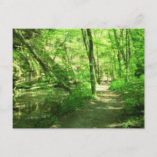 Green Forest Postcard
