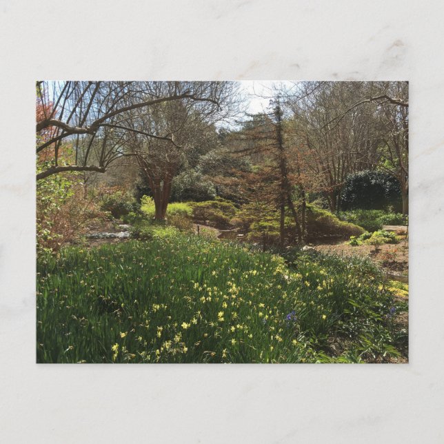 Green Forest with Yellow Flowers Postcard (Front)