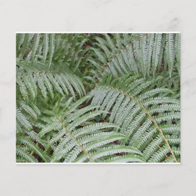 Green Fouère Flyer (Front)