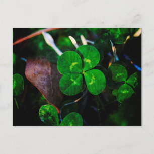 Green Four Leaf Clover Lucky Postcard