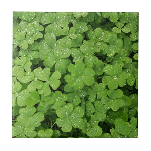 Green fresh shamrock, lucky St. Patricks clover Tile (Front)