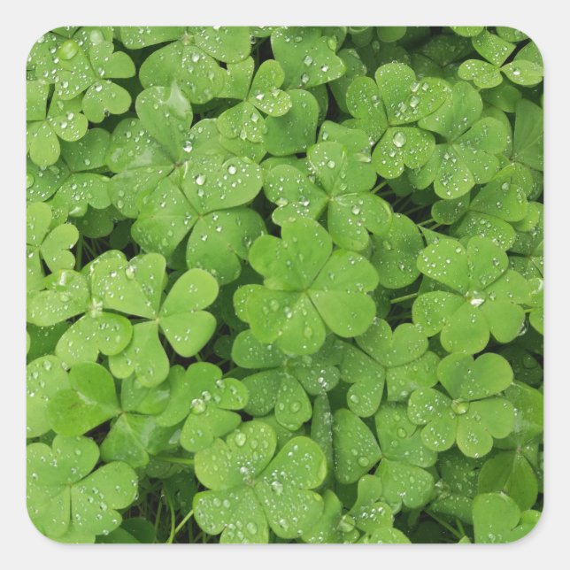 Green fresh shamrock, lucky St. Patricks Square Sticker (Front)