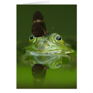 Green Frog and Butterfly