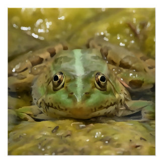 Green Frog Camouflaged Against Weathered River Bed Poster